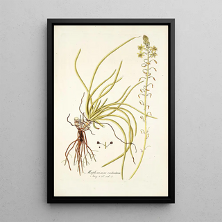 Nikolaus Joseph Freiherr von Jacquin - Anthericum rostratum.webp