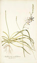 Anthericum undulatum - Nikolaus Joseph Freiherr von Jacquin — Ansicht des Kunstwerks