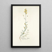 Antirrhinum hirtum - Nikolaus Joseph Freiherr von Jacquin — gerahmtes Bild an der Wand