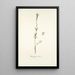 Antirrhinum versicolor - Nikolaus Joseph Freiherr von Jacquin — gerahmtes Bild an der Wand