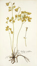 Aquilegia viridiflora - Nikolaus Joseph Freiherr von Jacquin — Ansicht des Kunstwerks