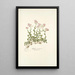 Arabis ovirensis - Nikolaus Joseph Freiherr von Jacquin — gerahmtes Bild an der Wand