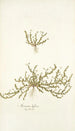 Arenaria biflora - Nikolaus Joseph Freiherr von Jacquin — Ansicht des Kunstwerks