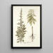 Artemisia hispanica - Nikolaus Joseph Freiherr von Jacquin — gerahmtes Bild an der Wand