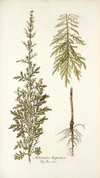 Nikolaus Joseph Freiherr von Jacquin - Artemisia hispanica.webp