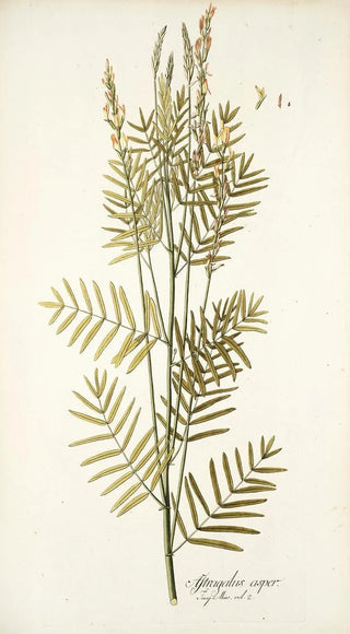 Nikolaus Joseph Freiherr von Jacquin - Astragalus asper.webp