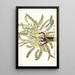 Astragalus exscapus - Nikolaus Joseph Freiherr von Jacquin — gerahmtes Bild an der Wand