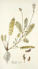 Astragalus hians - Nikolaus Joseph Freiherr von Jacquin — Ansicht des Kunstwerks