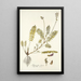 Astragalus hians - Nikolaus Joseph Freiherr von Jacquin — gerahmtes Bild an der Wand