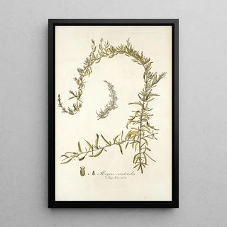 Nikolaus Joseph Freiherr von Jacquin - Axyris ceratoides.webp