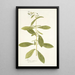 Borago zeylanica - Nikolaus Joseph Freiherr von Jacquin — gerahmtes Bild an der Wand