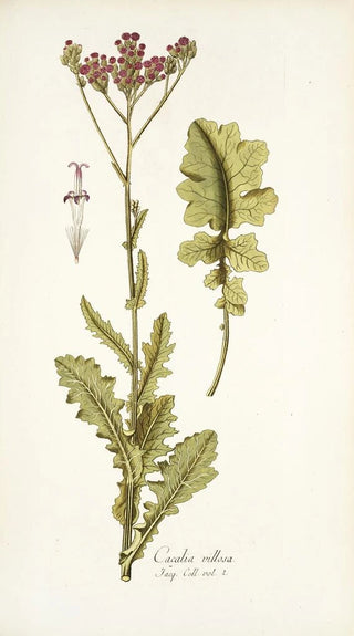 Nikolaus Joseph Freiherr von Jacquin - Cacalia villosa.webp