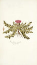 Carduus acaulis - Nikolaus Joseph Freiherr von Jacquin — Ansicht des Kunstwerks