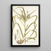 Carex hermaphrodita - Nikolaus Joseph Freiherr von Jacquin — gerahmtes Bild an der Wand