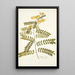 Cassia crista - Nikolaus Joseph Freiherr von Jacquin — gerahmtes Bild an der Wand
