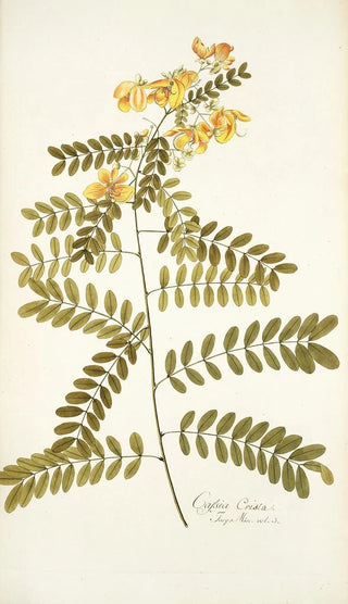 Nikolaus Joseph Freiherr von Jacquin - Cassia crista.webp