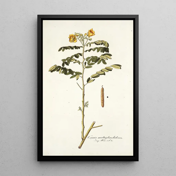 Nikolaus Joseph Freiherr von Jacquin - Cassia multiglandulosa.webp