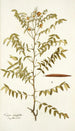 Cassia ruscifolia - Nikolaus Joseph Freiherr von Jacquin — Ansicht des Kunstwerks