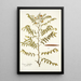 Cassia ruscifolia - Nikolaus Joseph Freiherr von Jacquin — gerahmtes Bild an der Wand