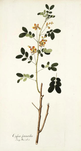 Nikolaus Joseph Freiherr von Jacquin - Cassia sennoides.webp