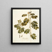 Cassia sensibles - Nikolaus Joseph Freiherr von Jacquin — gerahmtes Bild an der Wand