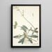 Celosia procumbens - Nikolaus Joseph Freiherr von Jacquin — gerahmtes Bild an der Wand