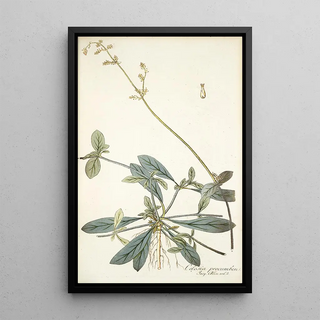 Nikolaus Joseph Freiherr von Jacquin - Celosia procumbens.webp