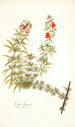Celsia linearis - Nikolaus Joseph Freiherr von Jacquin — Ansicht des Kunstwerks
