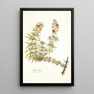 Nikolaus Joseph Freiherr von Jacquin - Celsia linearis.webp