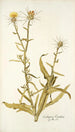Centaurea verutum - Nikolaus Joseph Freiherr von Jacquin — Ansicht des Kunstwerks