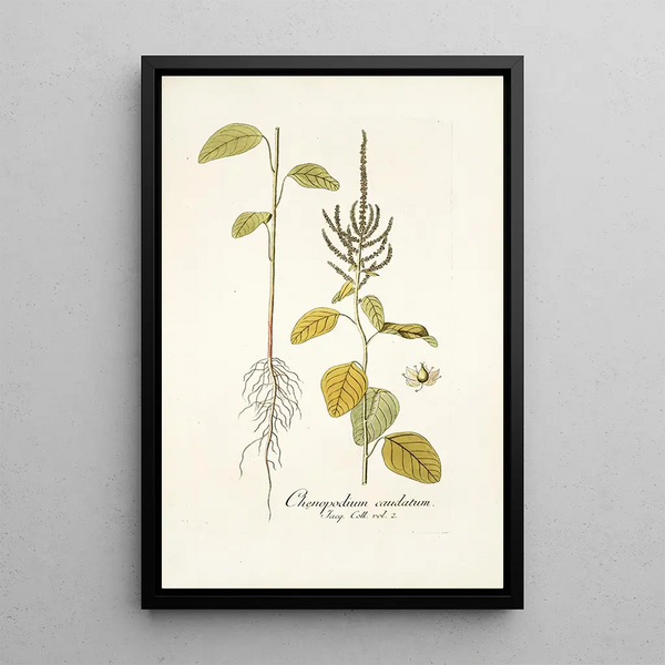 Nikolaus Joseph Freiherr von Jacquin - Chenopodium caudatum.webp