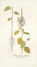 Chenopodium caudatum - Nikolaus Joseph Freiherr von Jacquin — Ansicht des Kunstwerks