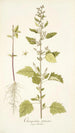 Chenopodium guineense - Nikolaus Joseph Freiherr von Jacquin — Ansicht des Kunstwerks