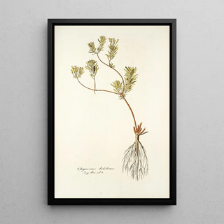 Nikolaus Joseph Freiherr von Jacquin - Chrysocoma dichotoma.webp