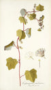 Cissampelos smilacina - Nikolaus Joseph Freiherr von Jacquin — Ansicht des Kunstwerks