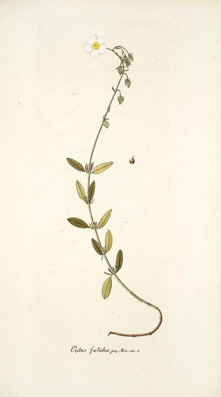 Nikolaus Joseph Freiherr von Jacquin - Cistus foetidus.webp