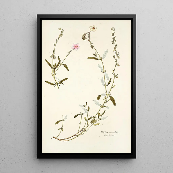 Nikolaus Joseph Freiherr von Jacquin - Cistus mutabilis.webp