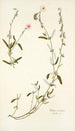 Cistus mutabilis - Nikolaus Joseph Freiherr von Jacquin — Ansicht des Kunstwerks