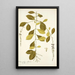 Citharexylum villosum - Nikolaus Joseph Freiherr von Jacquin — gerahmtes Bild an der Wand