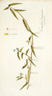 Commelina longicaulis - Nikolaus Joseph Freiherr von Jacquin — Ansicht des Kunstwerks