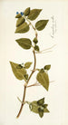 Commelina mollis - Nikolaus Joseph Freiherr von Jacquin — Ansicht des Kunstwerks