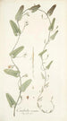 Convolvulus crenatus - Nikolaus Joseph Freiherr von Jacquin — Ansicht des Kunstwerks