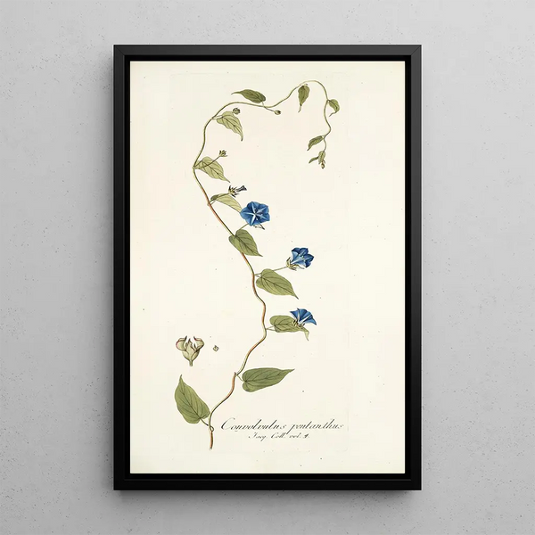 Nikolaus Joseph Freiherr von Jacquin - Convolvulus pentanthus.webp