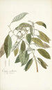 Conyza carolinensis - Nikolaus Joseph Freiherr von Jacquin — Ansicht des Kunstwerks