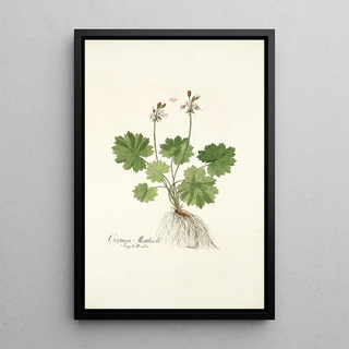 Nikolaus Joseph Freiherr von Jacquin - Cortusa matthioli.webp