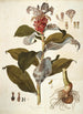 Costus arabicus - Nikolaus Joseph Freiherr von Jacquin — Ansicht des Kunstwerks