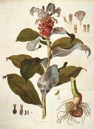 Nikolaus Joseph Freiherr von Jacquin - Costus Arabicus.webp