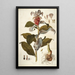 Costus arabicus - Nikolaus Joseph Freiherr von Jacquin — gerahmtes Bild an der Wand