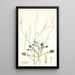 Crambe filiformis - Nikolaus Joseph Freiherr von Jacquin — gerahmtes Bild an der Wand