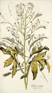 Crambe orientalis - Nikolaus Joseph Freiherr von Jacquin — Ansicht des Kunstwerks